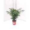 Chamaedorea elegans