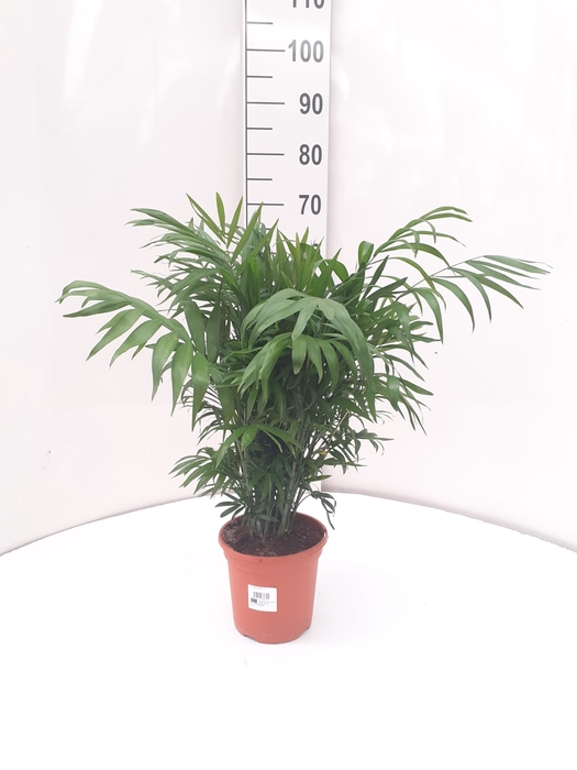Chamaedorea elegans
