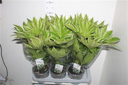 <h4>Fatsia Variegata Bontbladig</h4>