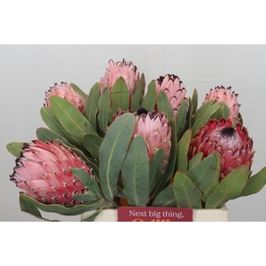 Protea Barbigera Air