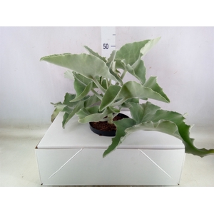 Kalanchoe NF beharensis