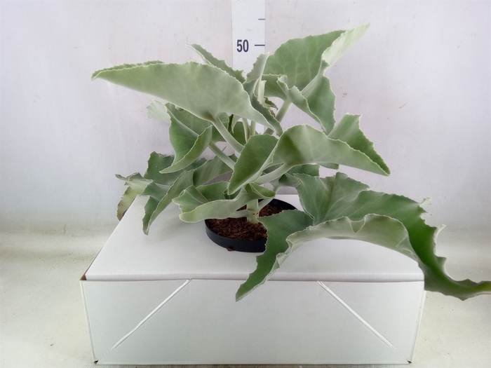 <h4>Kalanchoe NF beharensis</h4>
