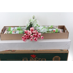 Di St Spritz Blanco Rosa Box