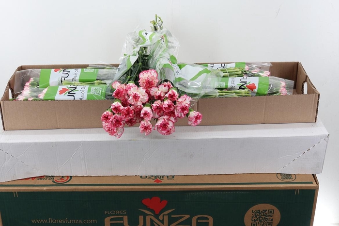 <h4>Di St Spritz Blanco Rosa Box</h4>