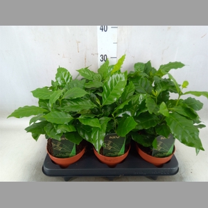 Coffea arabica