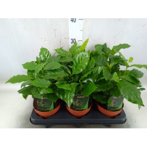 Coffea arabica