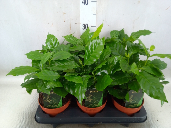 <h4>Coffea arabica</h4>