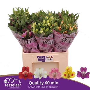 Alstroemeria Quality 60 Gemengd In De Emmer