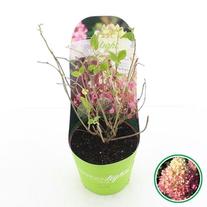 Hydrangea pan. 'Pinklight'® C2 (17cm.) Potcover
