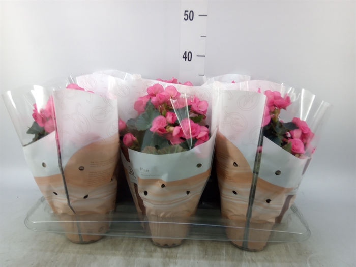 <h4>Begonia elat. HL 'Adonia Pink'</h4>