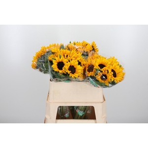 Helian An Orange Fir