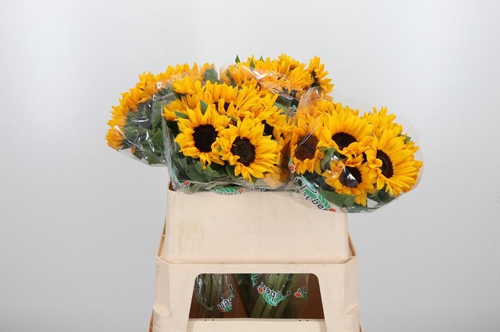 <h4>Helian An Orange Fir</h4>