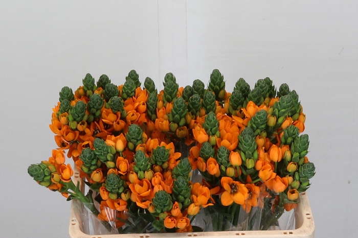 <h4>Ornithogalum dubium 'Sunray'</h4>