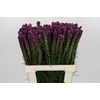 Liatris Spicata