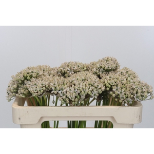 Allium Nigrum