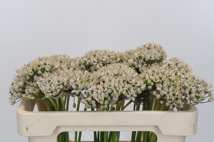 <h4>Allium Nigrum</h4>