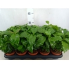 Coffea arabica