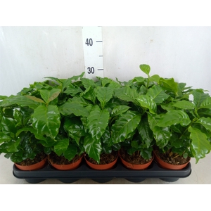 Coffea arabica