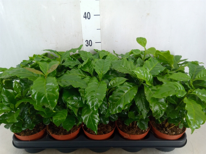 <h4>Coffea arabica</h4>