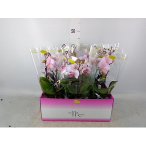 Phalaenopsis   ...rose