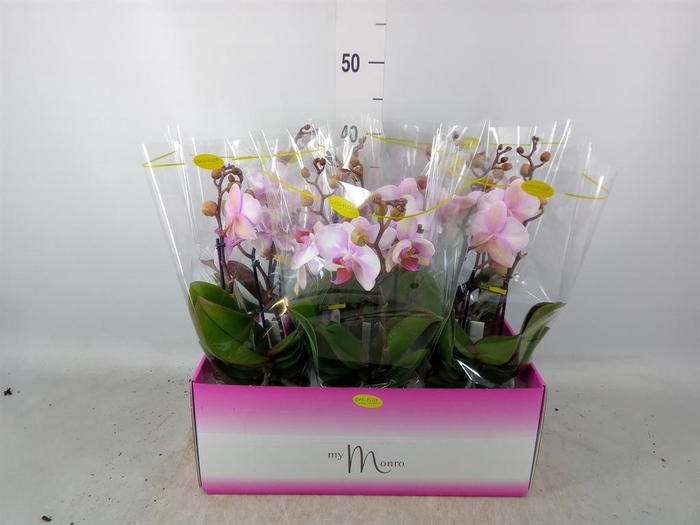 <h4>Phalaenopsis ...rose</h4>