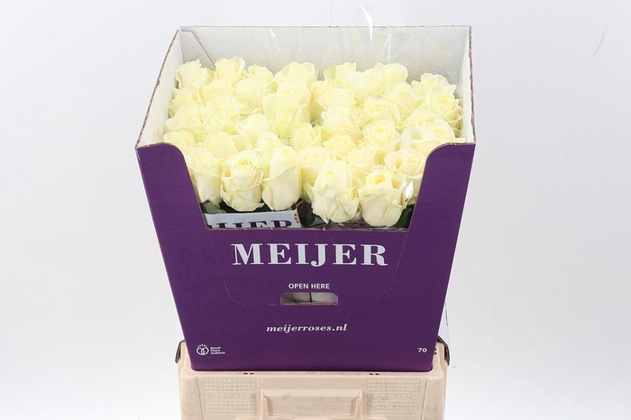 <h4>R Gr Avalanche+</h4>