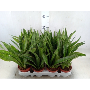 Sansevieria zeylanica 'Greenline'