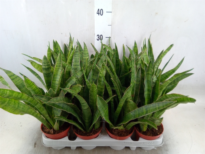 <h4>Sansevieria zeylanica 'Greenline'</h4>