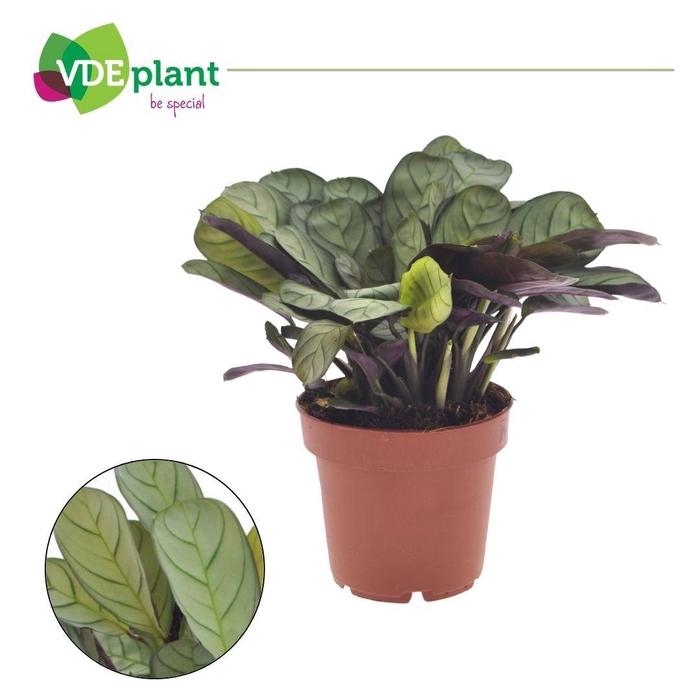 <h4>Ctenanthe Amagris</h4>