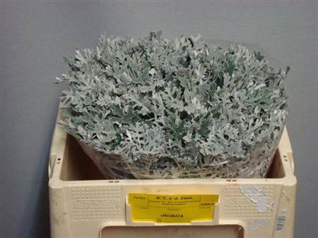 <h4>Jacobaea Maritima</h4>