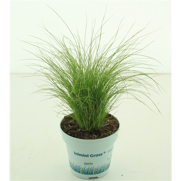 <h4>Stipa tenuifolia 'Ponytails'</h4>