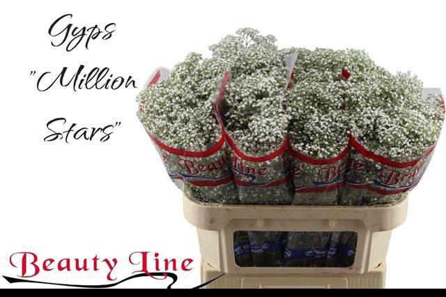 <h4>GYPS PA MILLION STAR</h4>