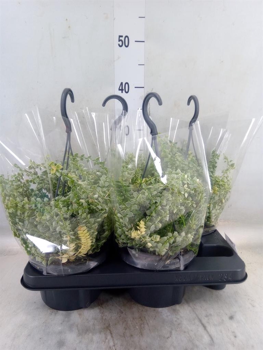 <h4>Hoya  'Mathilde'</h4>