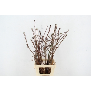 PRUNUS X SERRULATA PER STEM 080CM