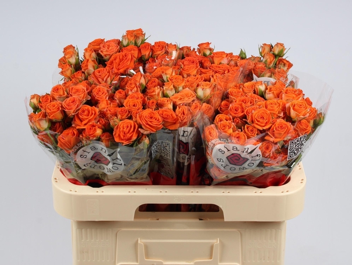 <h4>R TR PICANTO</h4>