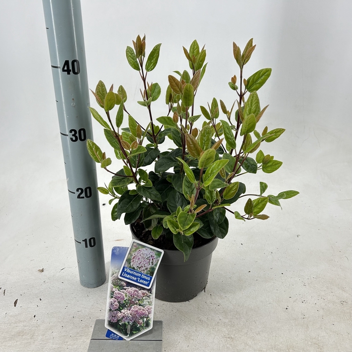 <h4>Viburnum tinus 'Lisarose' pbr P17 (2ltr)</h4>