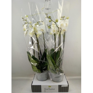 Phalaenopsis   ...white