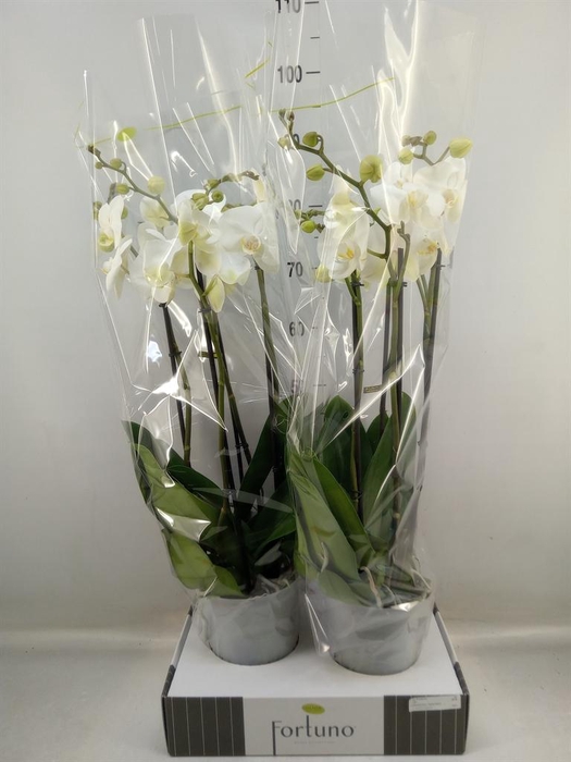 <h4>Phalaenopsis ...white</h4>