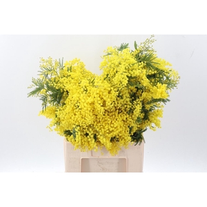 Acacia Baileya Bl Bs