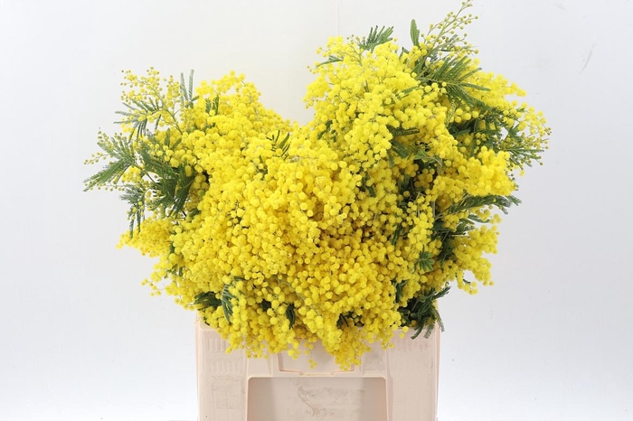 <h4>Acacia Baileya Bl Bs</h4>