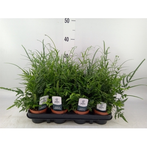 Pteris ensiformis
