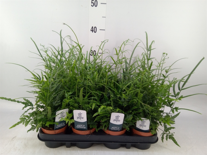 <h4>Pteris ensiformis</h4>