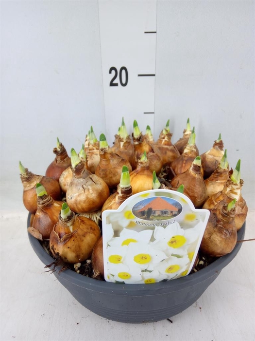 <h4>Narcissus   ...</h4>