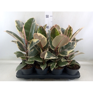 Ficus elastica 'Tineke'
