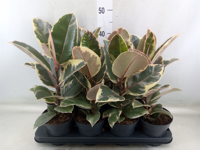 <h4>Ficus elastica 'Tineke'</h4>