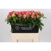 Paeonia Coral Sunset