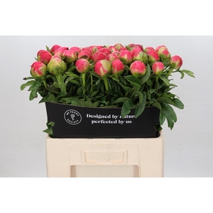 Paeonia Coral Sunset