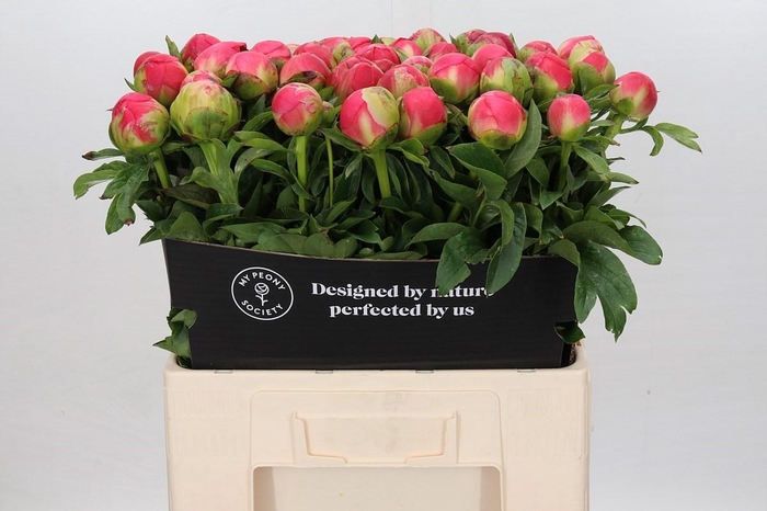 <h4>Paeonia Coral Sunset</h4>