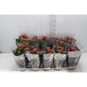KALANCHOE DOBRADO P11 ROSA