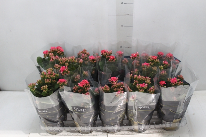 <h4>KALANCHOE DOBRADO P11 ROSA</h4>